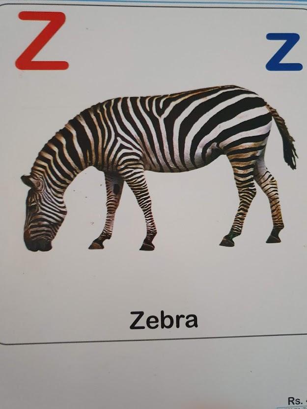 ABC Animal Alphabet Like New Recuddles.ch (6162369609913)