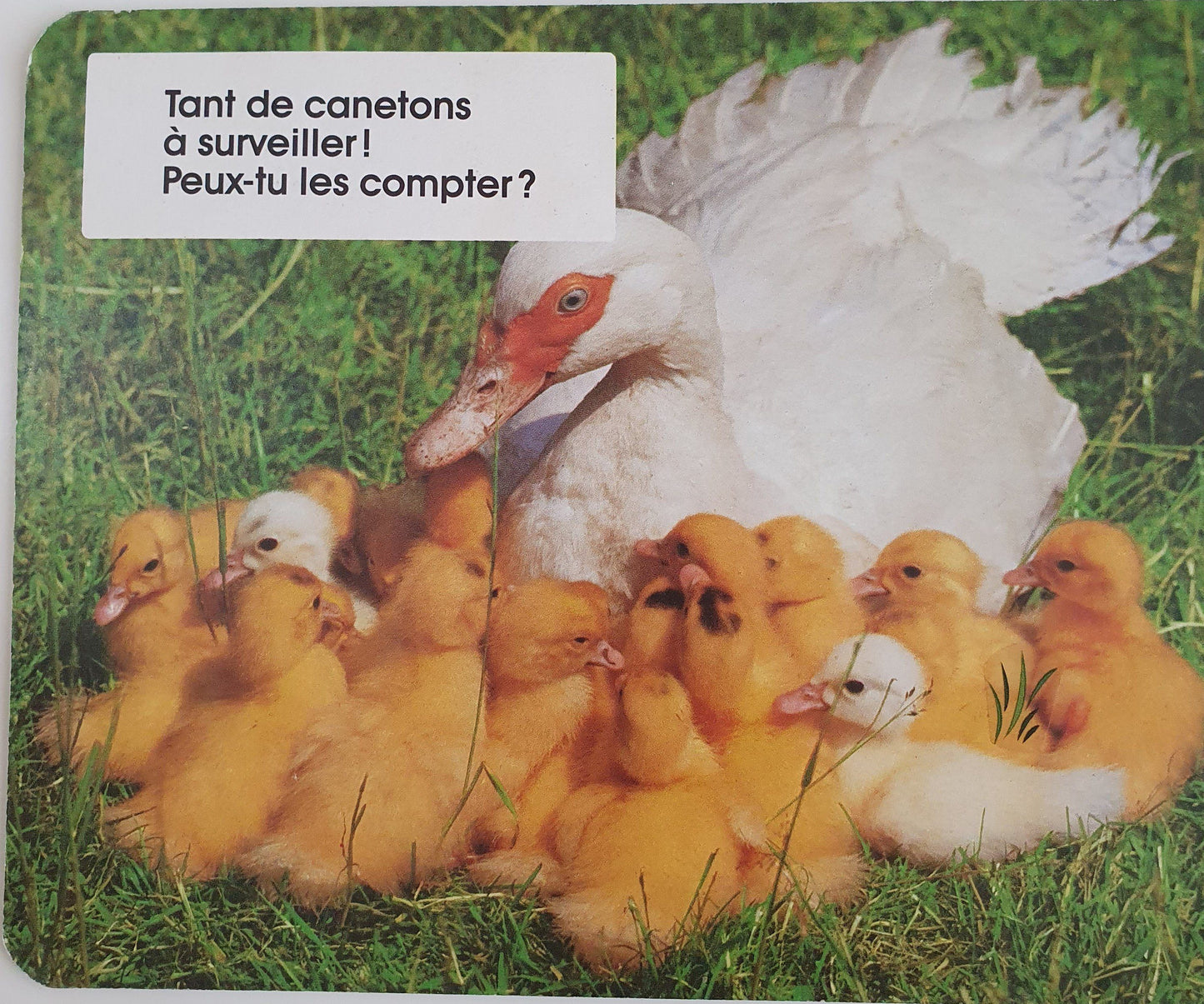 Animaux Amis À LA FERME Like New Recuddles.ch (6050246164665)