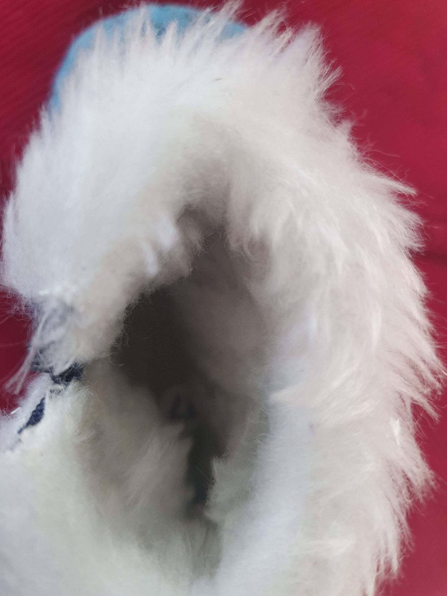 D&G New, Size 17 D&G (7019774148793)