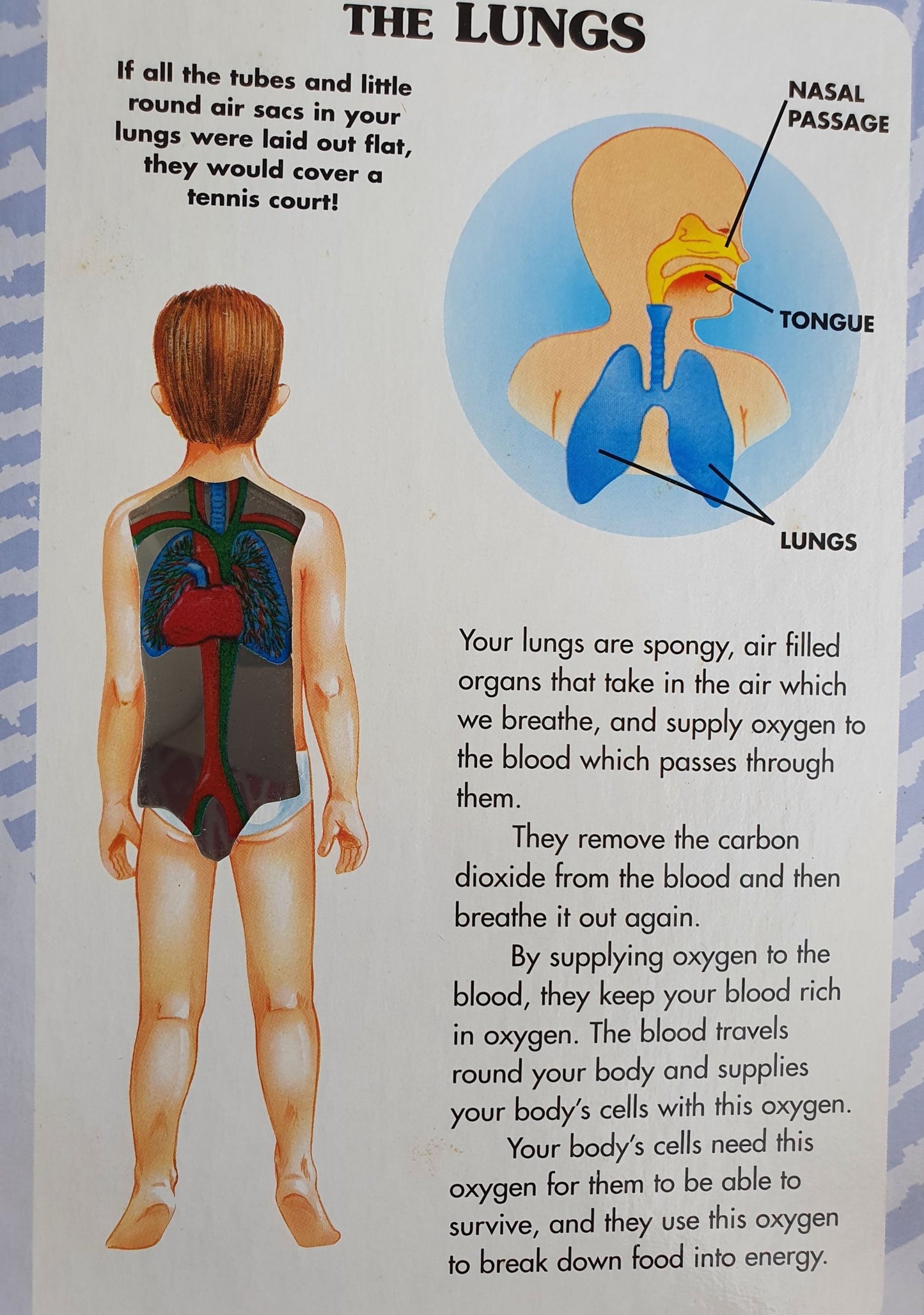 My first book of-The Human body Very Good Not Applicable (4603217248311)