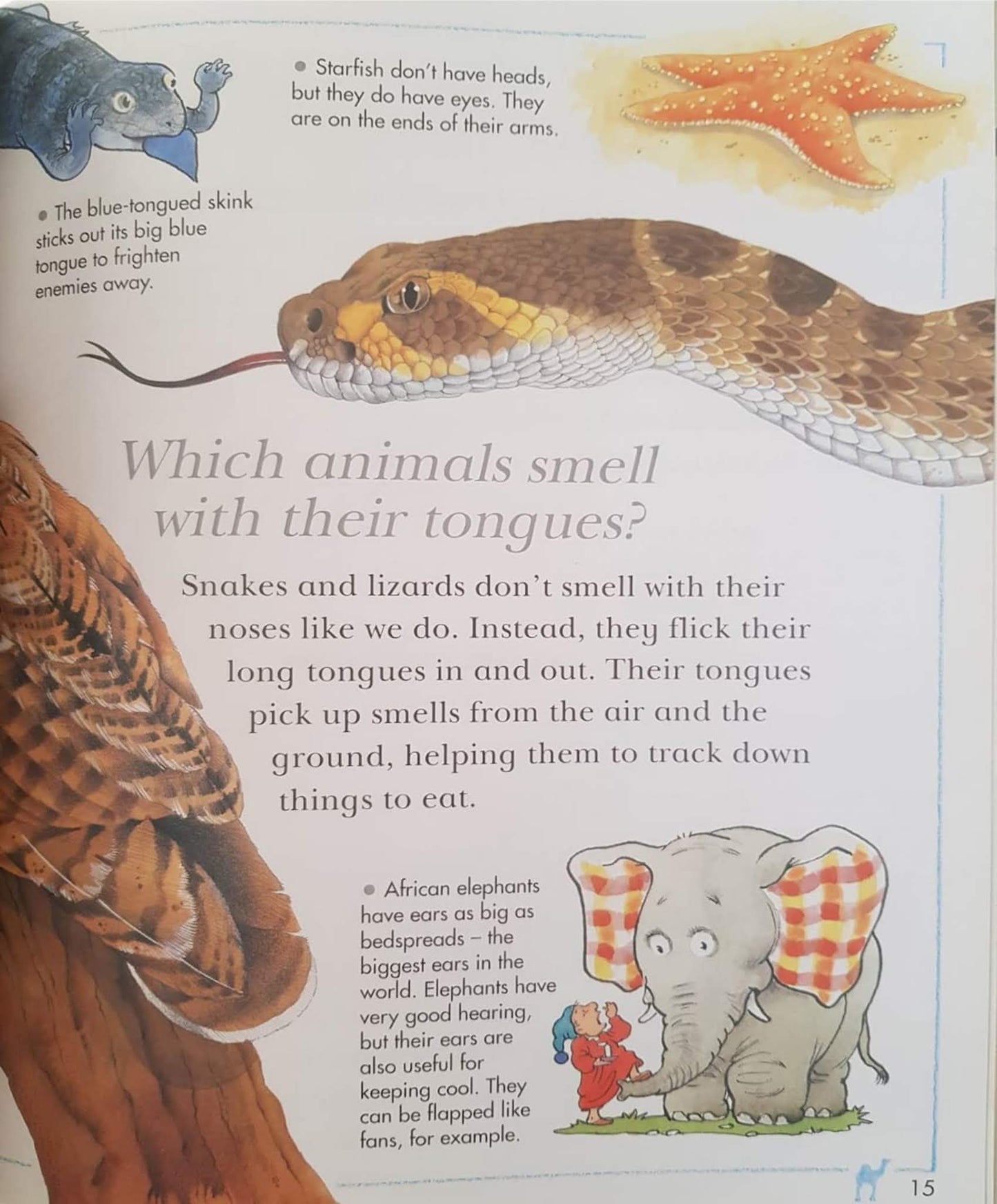 I Wonder Why CAMELS HAVE HUMPS Like New Recuddles.ch  (6231272128697)