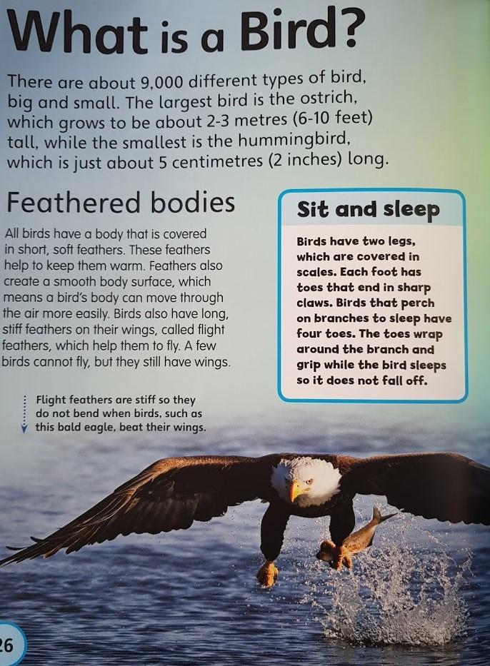 My First Book of Animals Like New, 6+Yrs Recuddles.ch  (6550917578937)