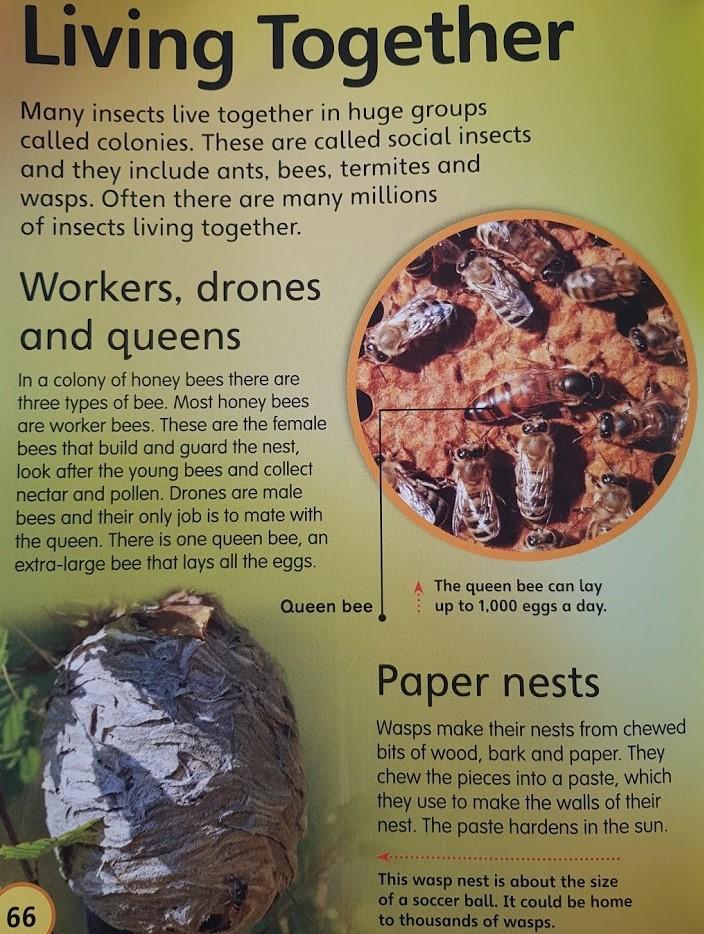 My First Book of Animals Like New, 6+Yrs Recuddles.ch  (6550917578937)