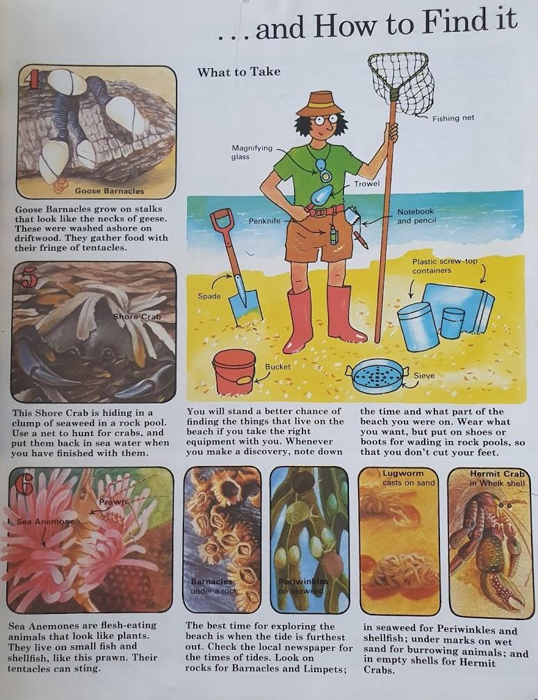 Seashore Life Very Good usborne  (6312294449337)