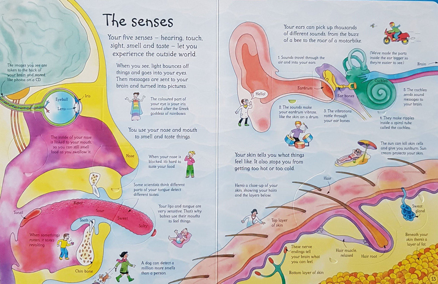 See inside your Body New Usborne  (6269349429433)