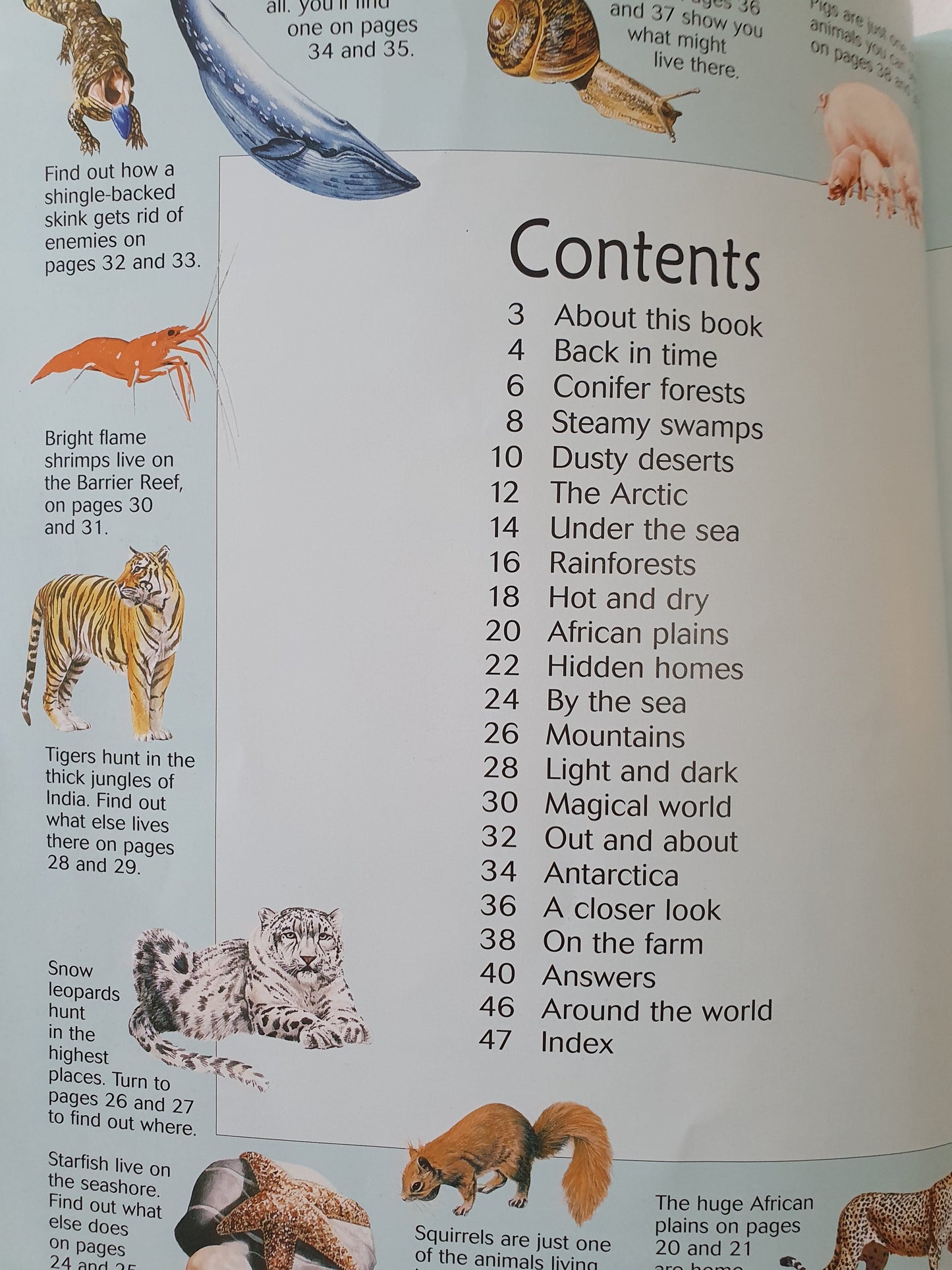 The Great Animal Search Like New Usborne  (6249362423993)