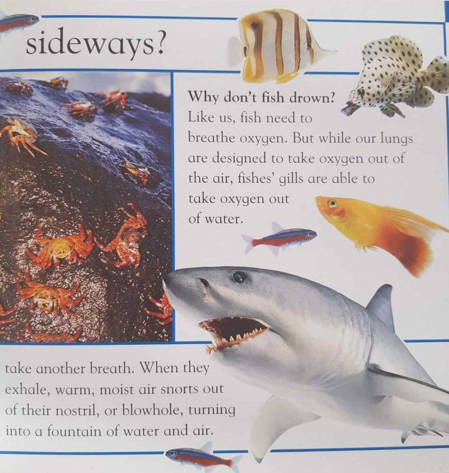 WHY do sunflower face the sun Very Good Recuddles.ch  (6231272620217)