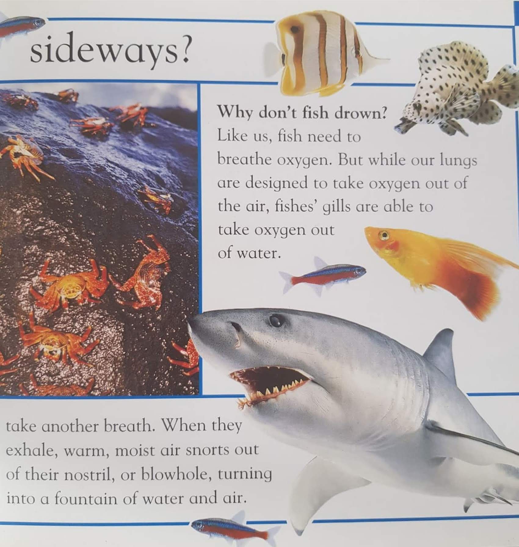 WHY do sunflower face the sun Very Good Recuddles.ch  (6231272620217)