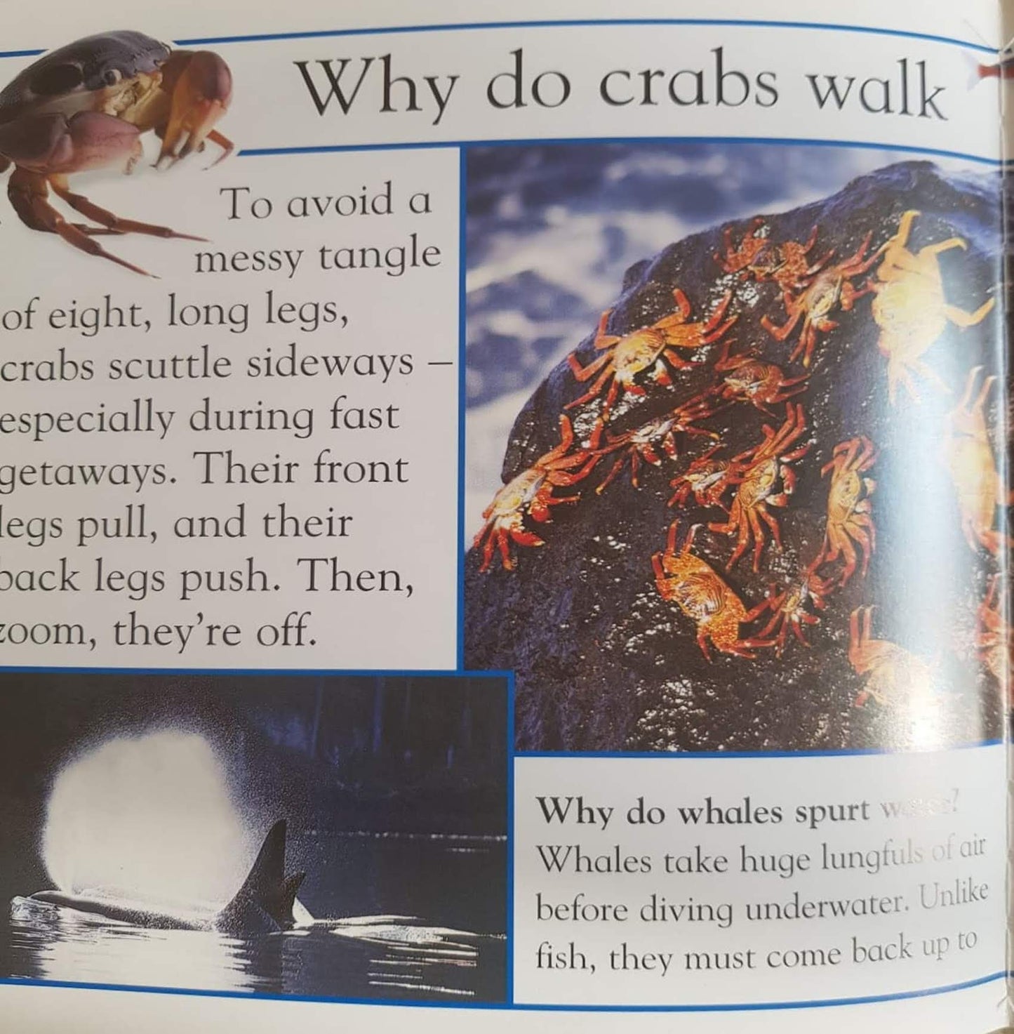 WHY do sunflower face the sun Very Good Recuddles.ch  (6231272620217)