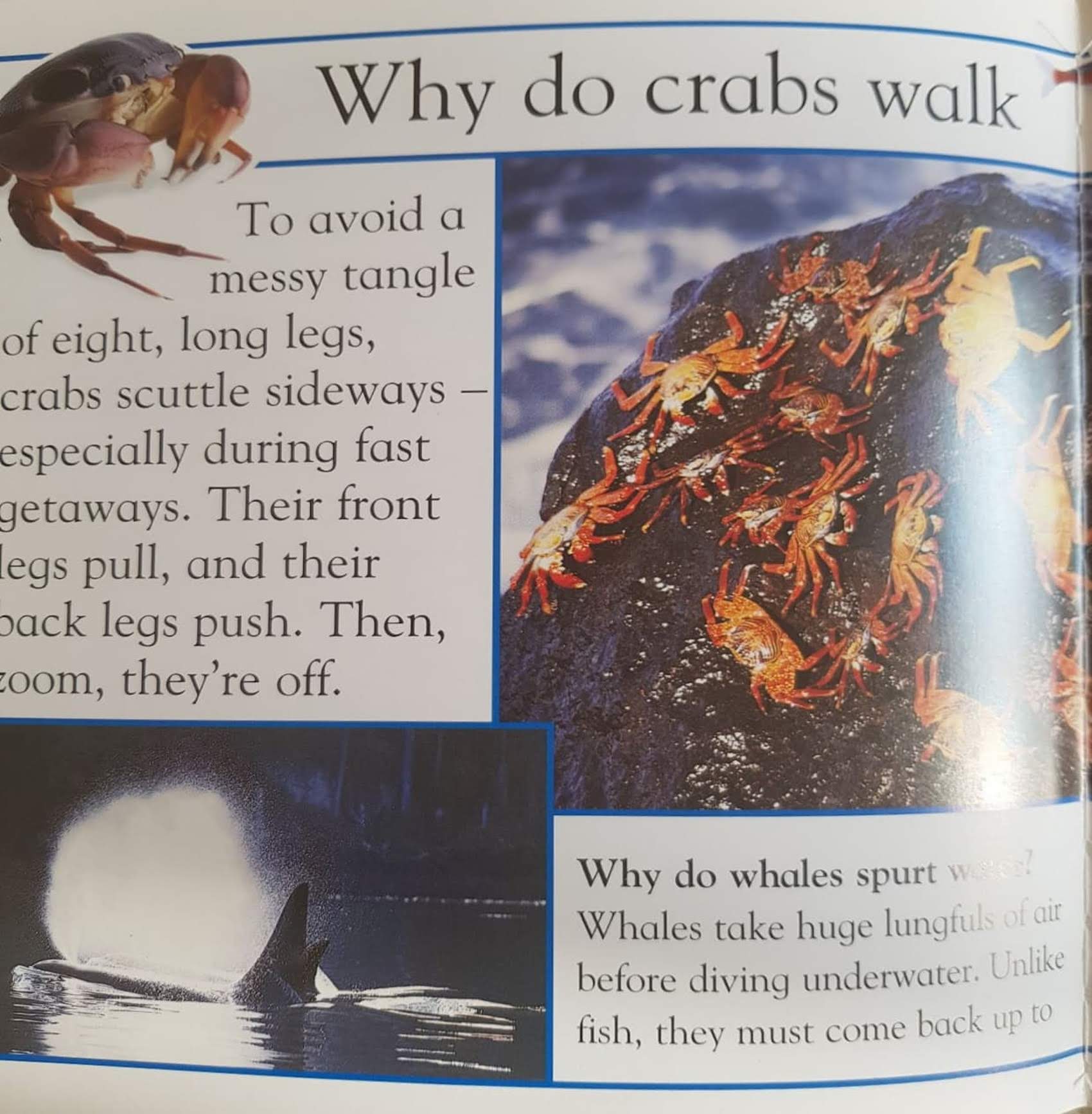 WHY do sunflower face the sun Very Good Recuddles.ch  (6231272620217)